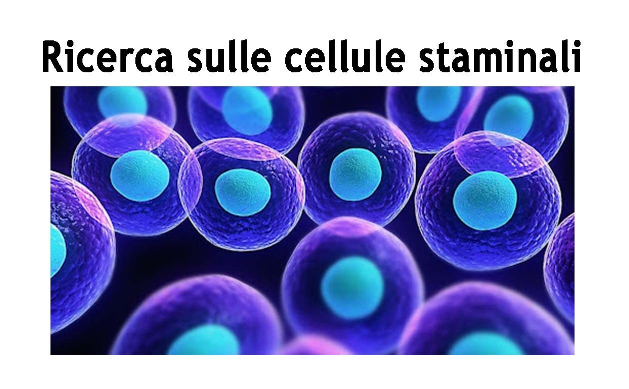 2015-cellulestaminali-evidenza